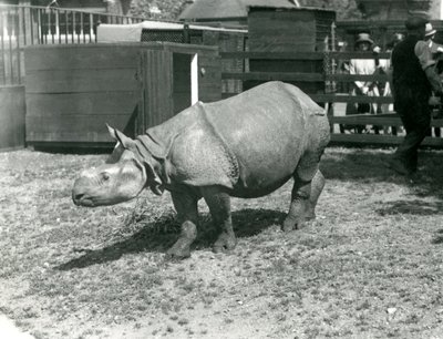 1922年6月、ロンドン動物園での若いインドのサイ 作： Frederick William Bond